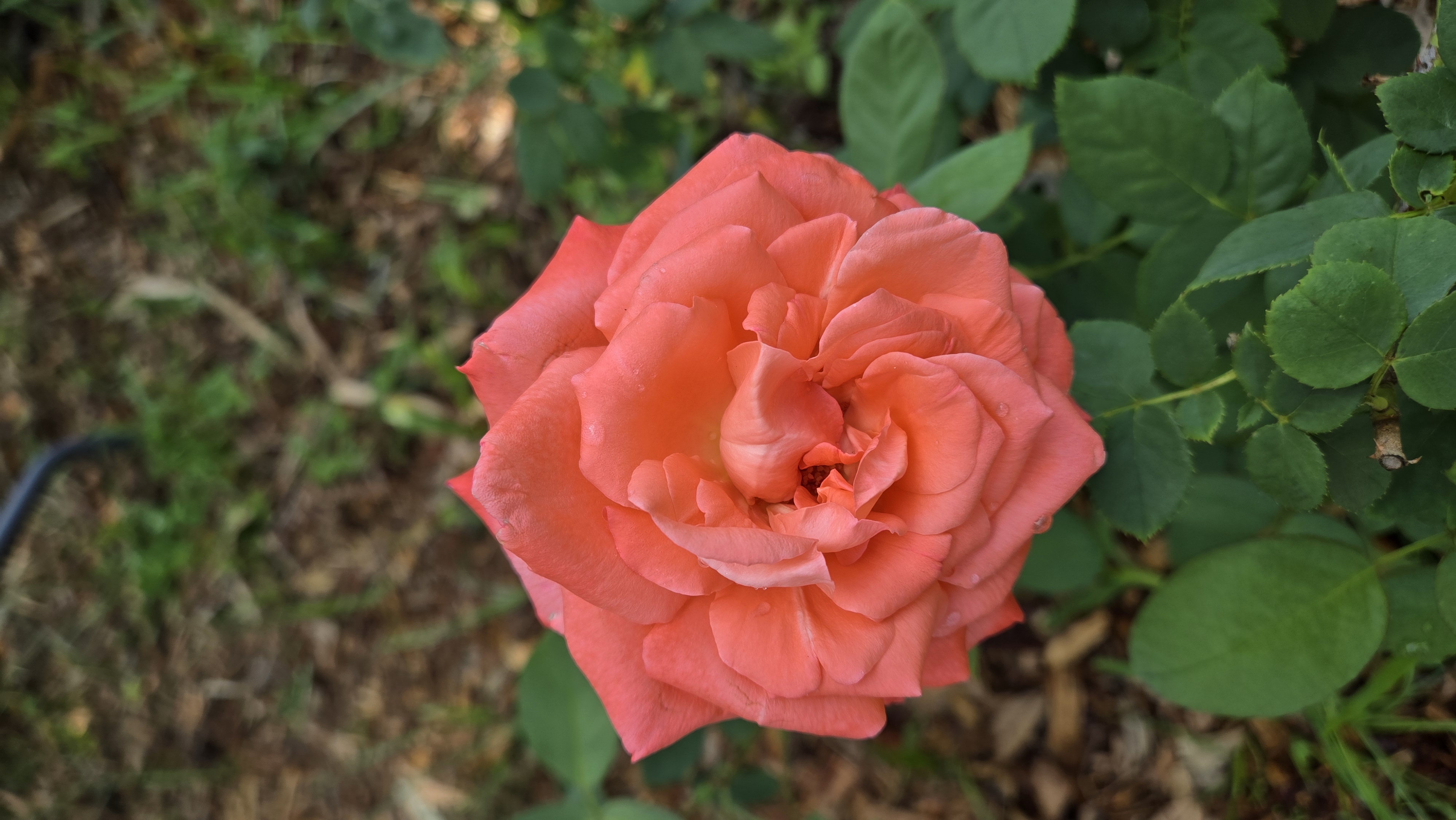 My Color Magic Rose