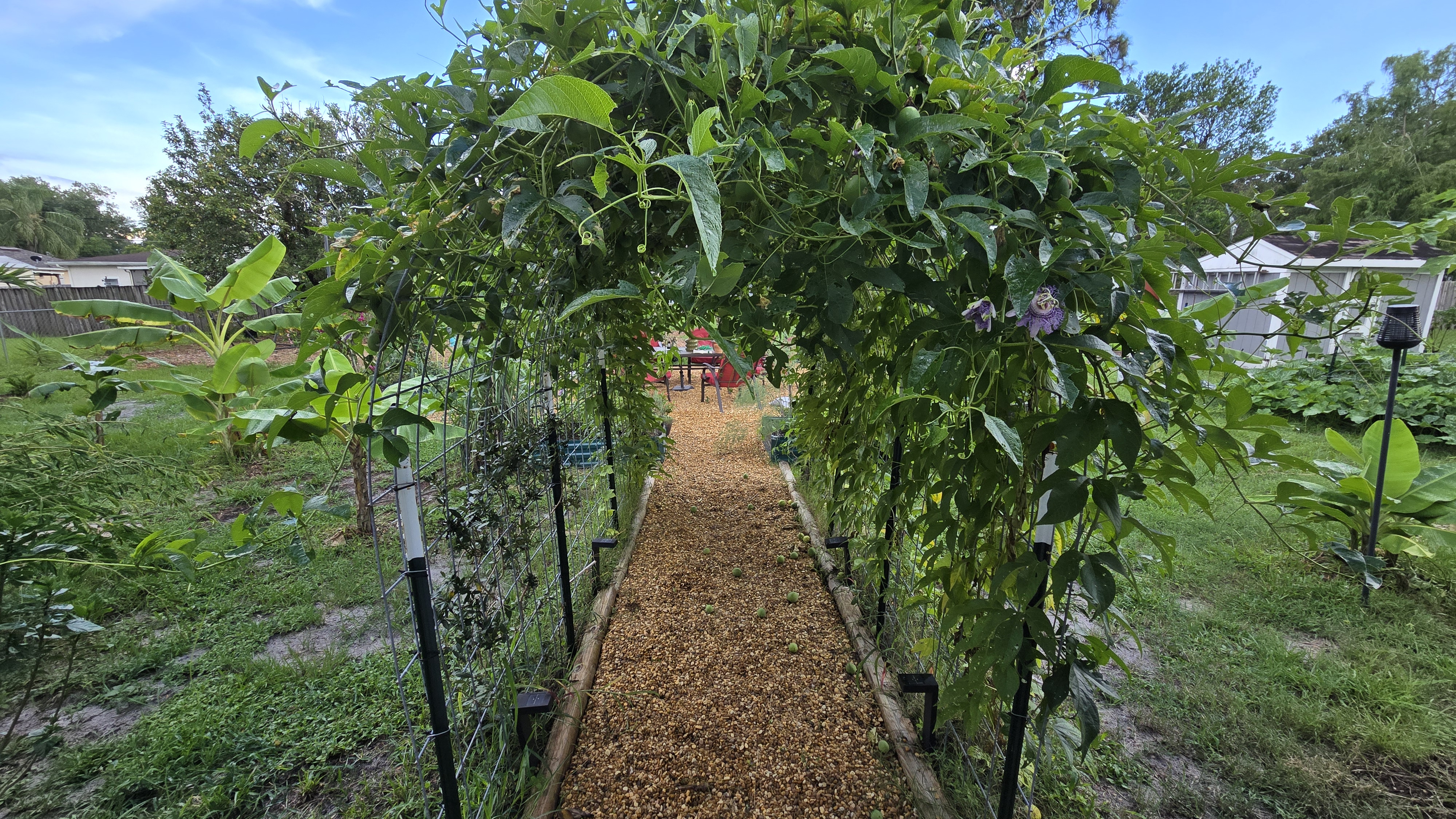 My Arch trellis walkway