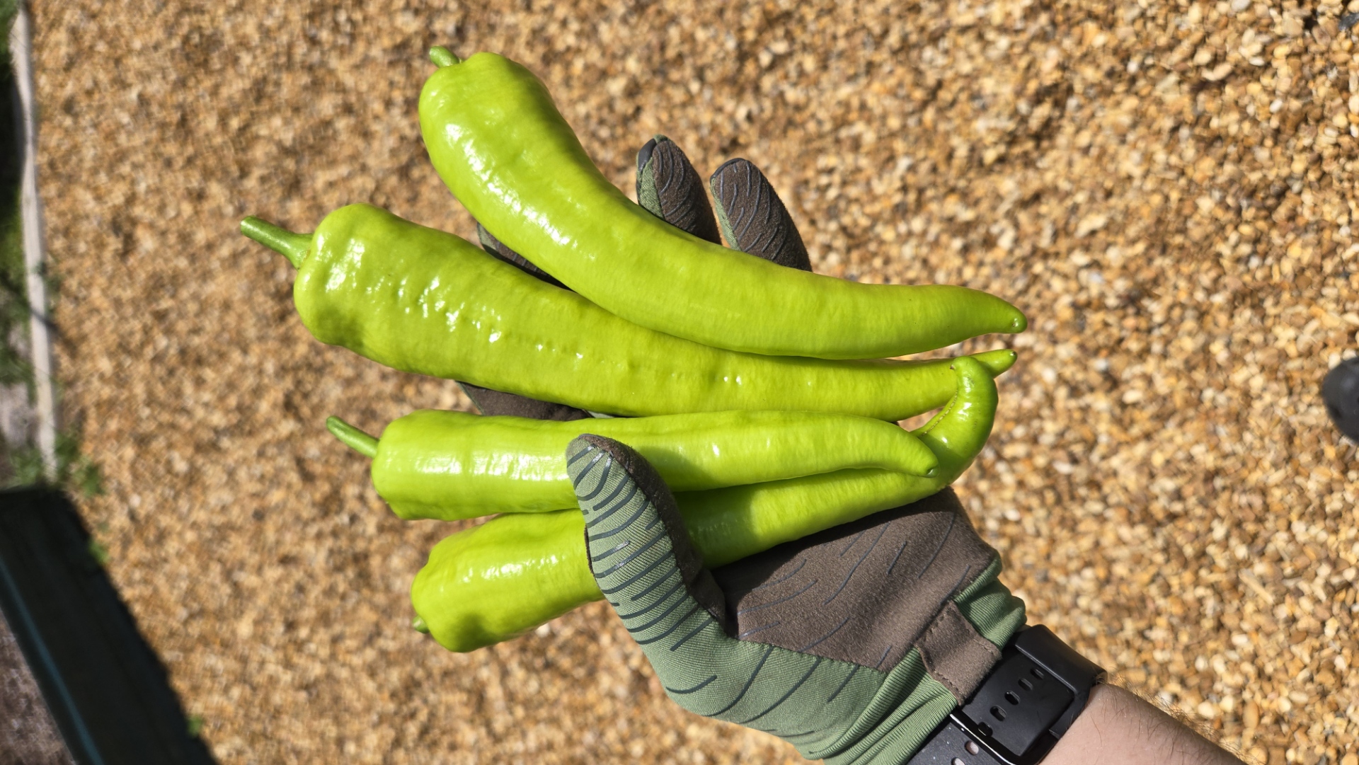 Banana peppers