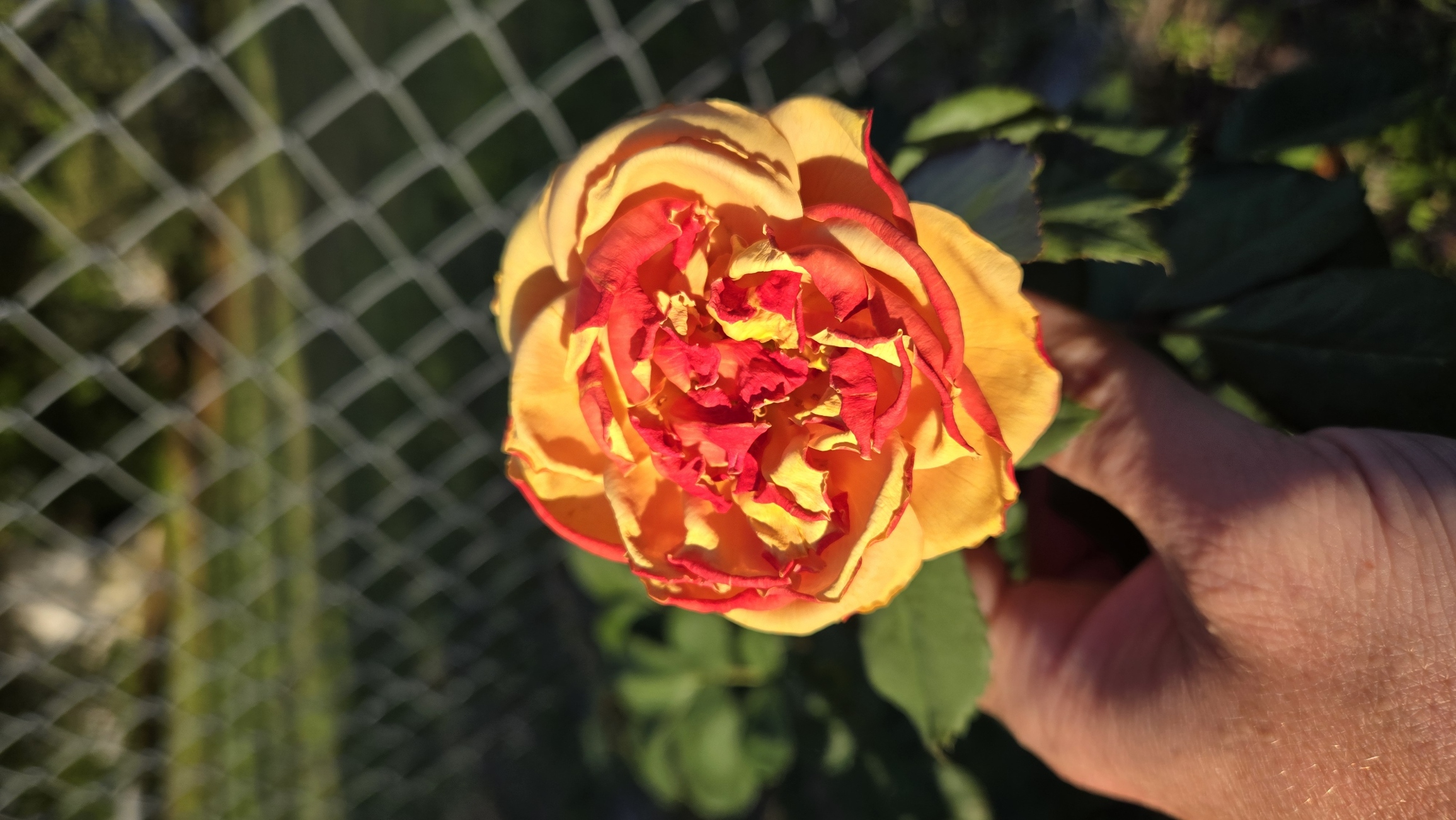 Beautiful morning rose